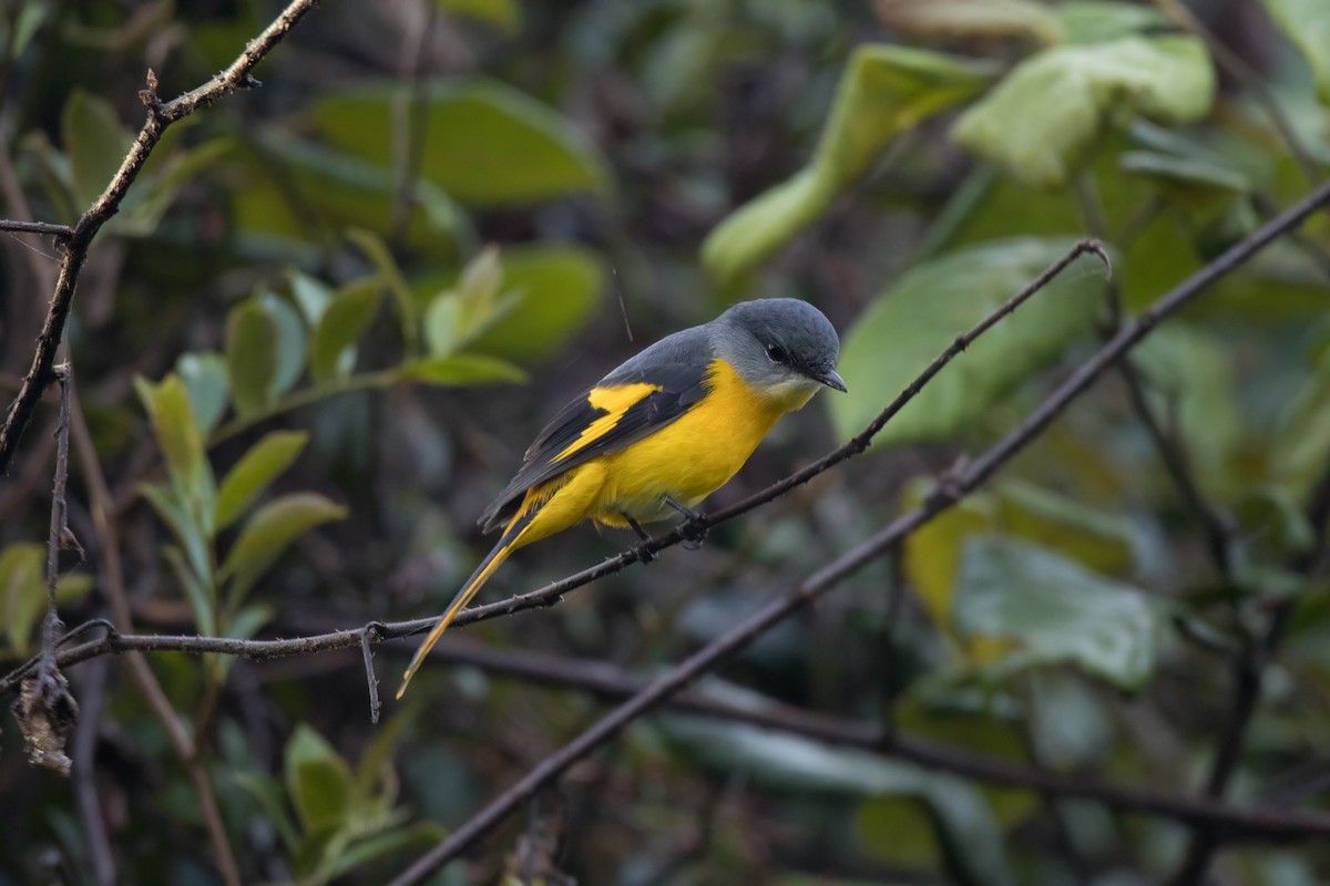 Gray-chinned Minivet (Gray-throated) - ML623314543