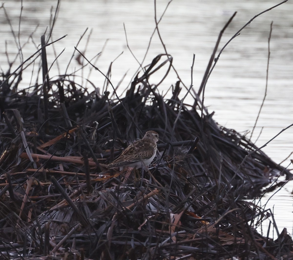 Least Sandpiper - ML623314568