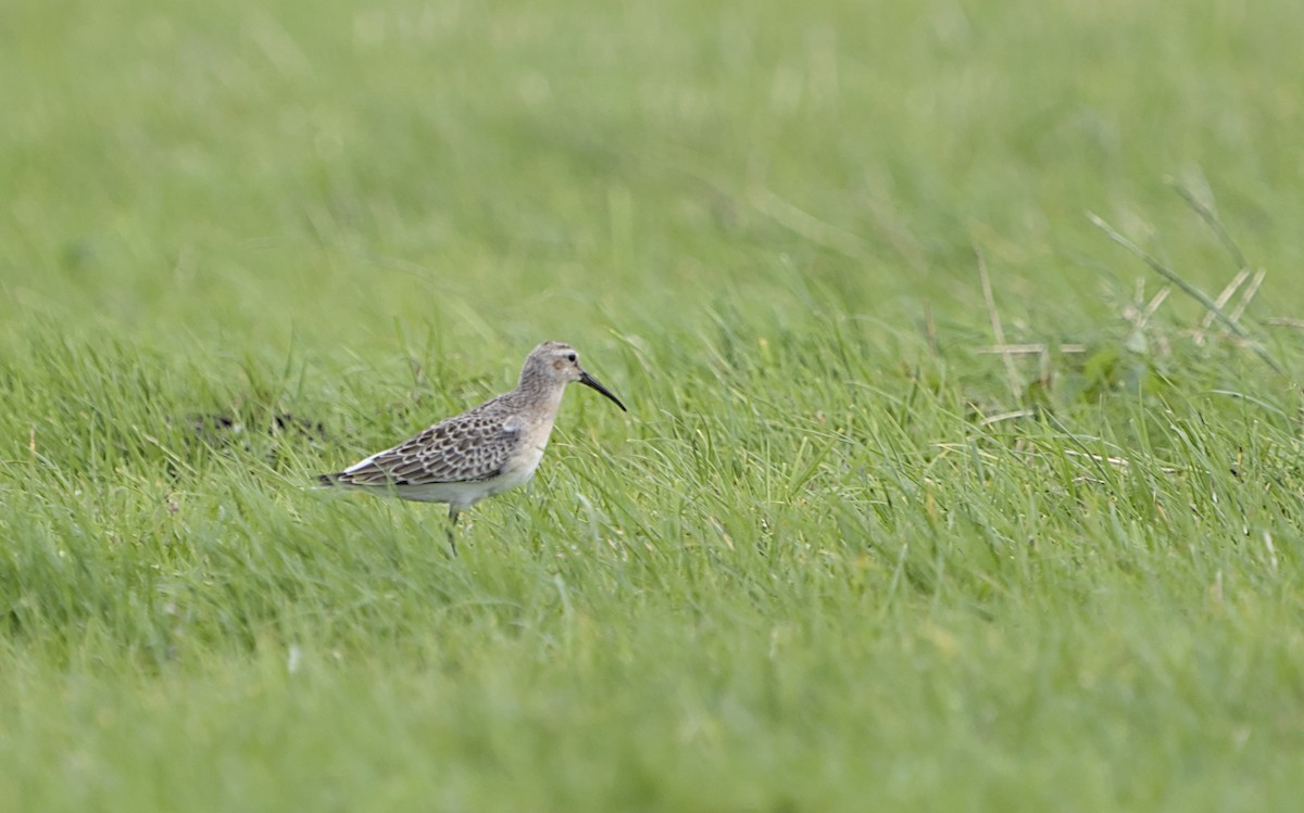 Curlew Sandpiper - ML623314577