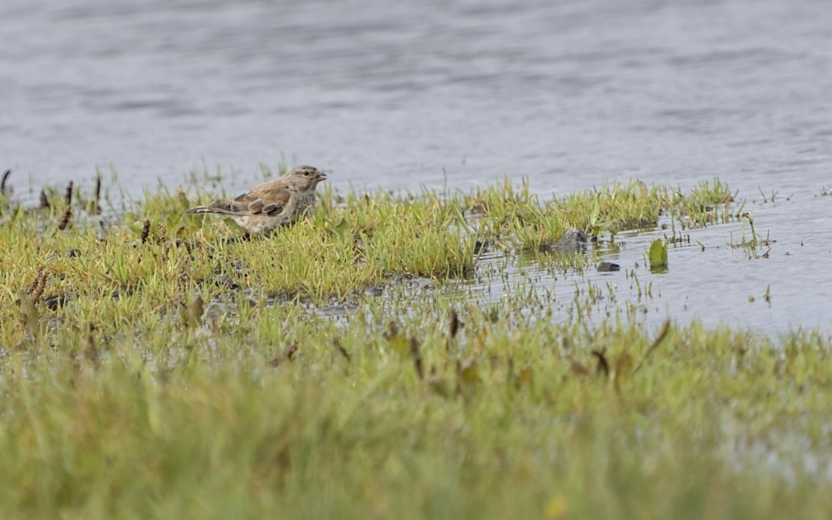 Eurasian Linnet - ML623314586