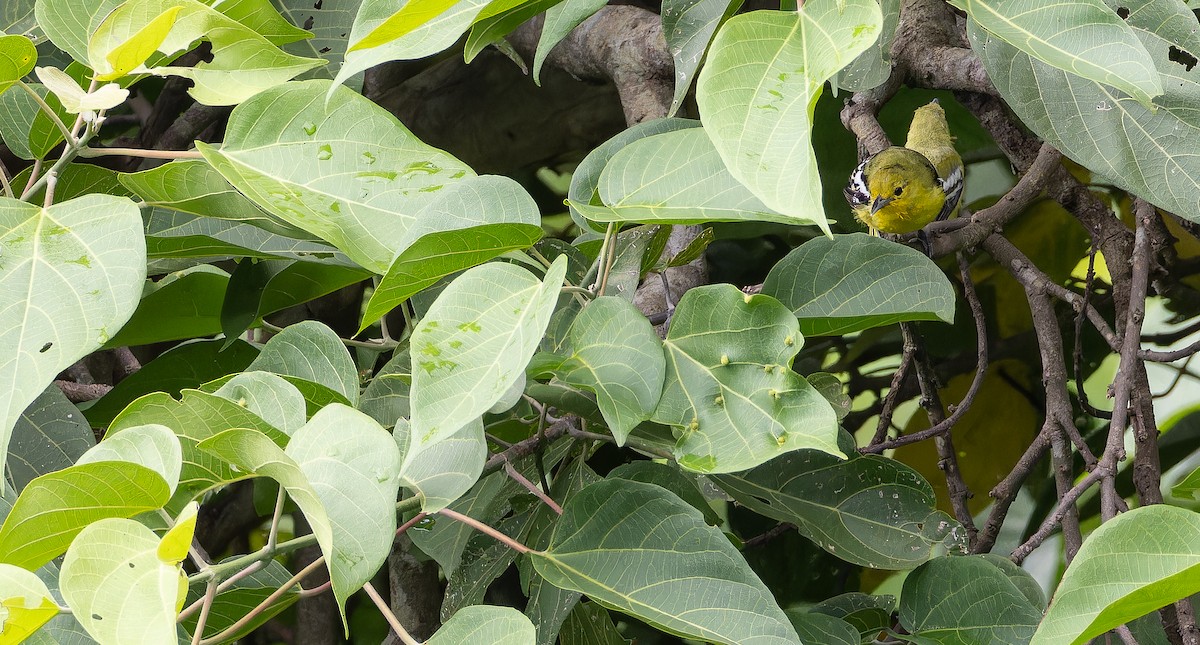 Common Iora - ML623314685