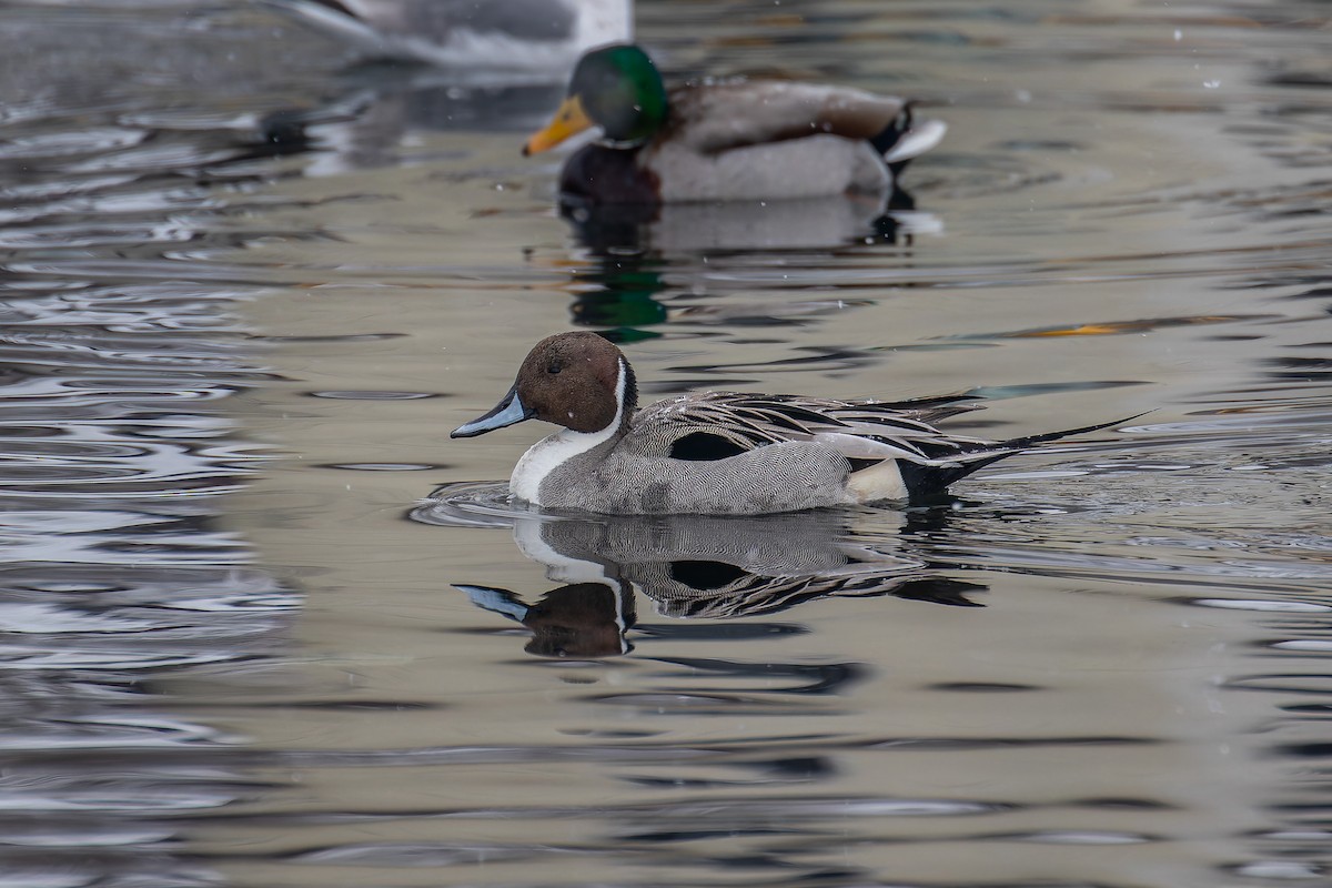 Northern Pintail - ML623314712