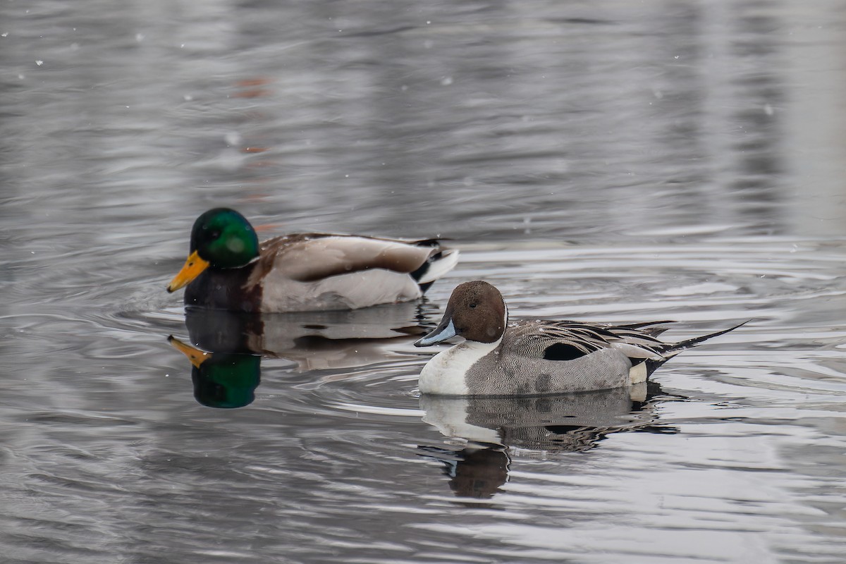 Northern Pintail - Sila Viriyautsahakul