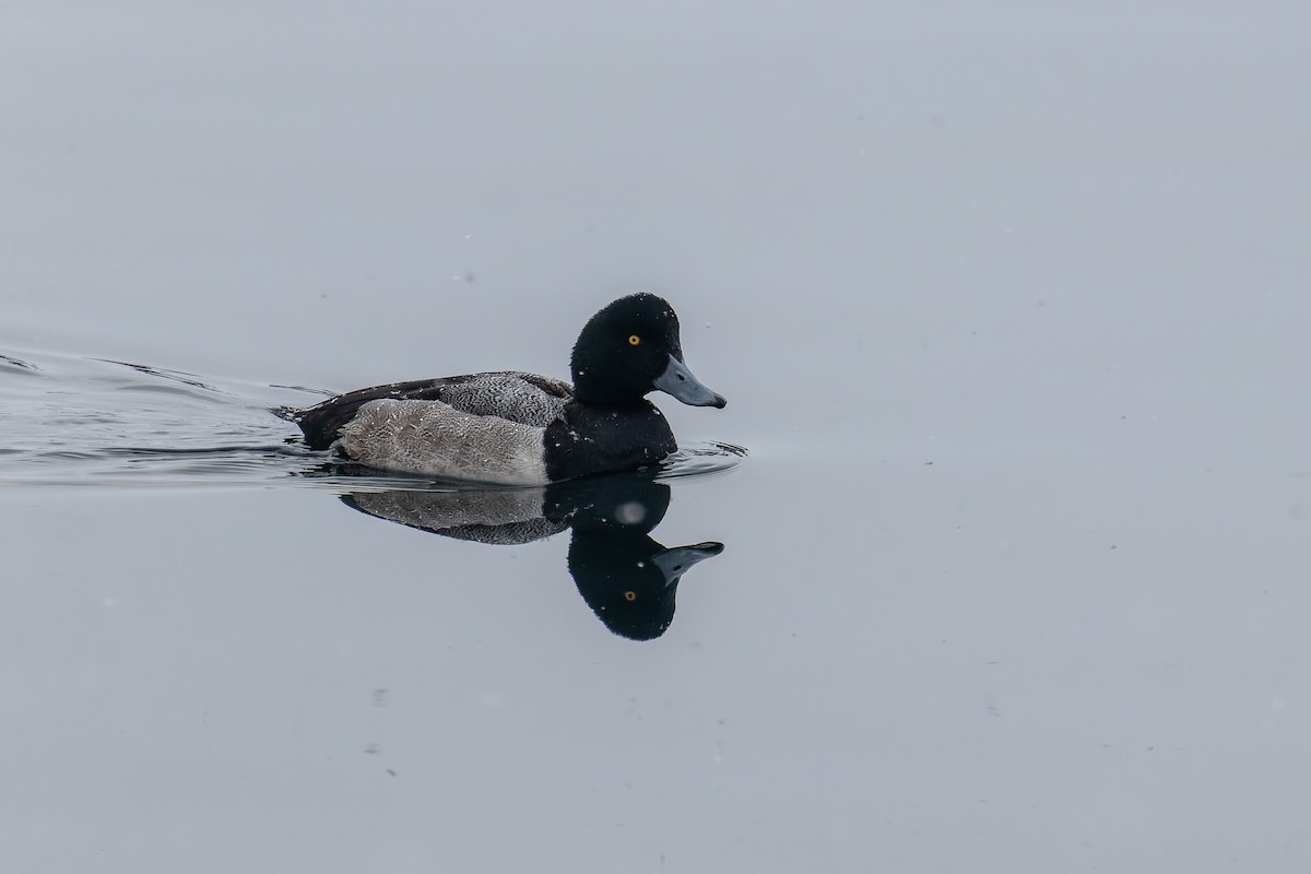 Greater Scaup - ML623314714