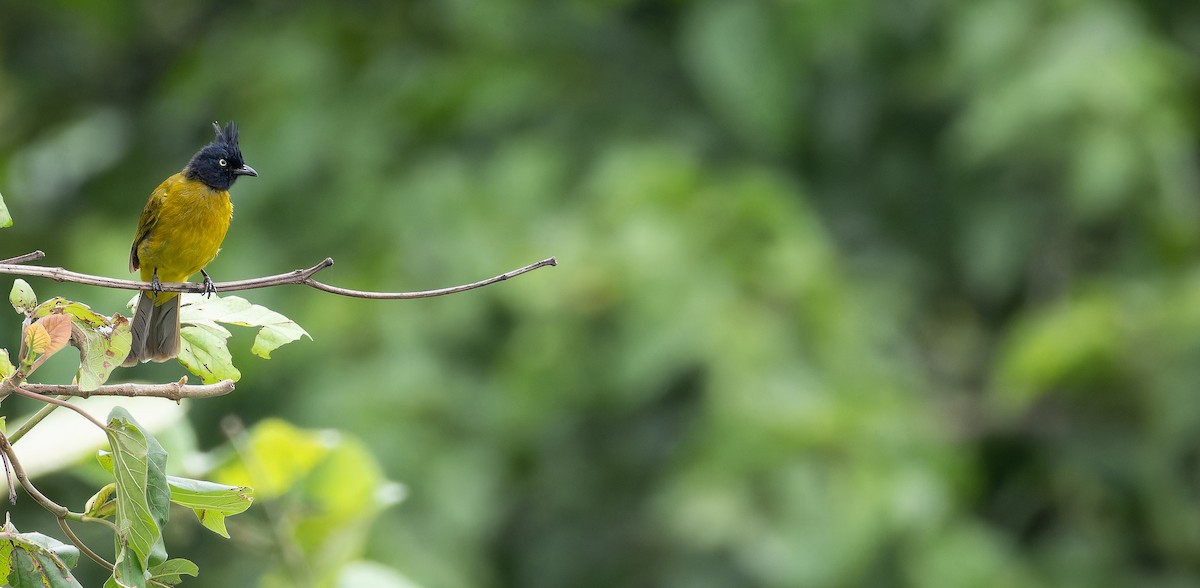 Bulbul à huppe noire - ML623314720