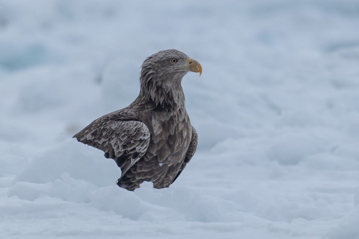 White-tailed Eagle - ML623314730