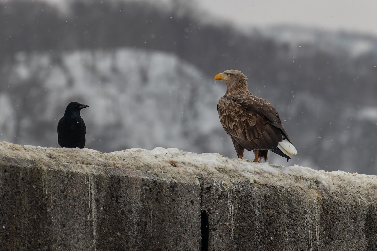 White-tailed Eagle - ML623314731