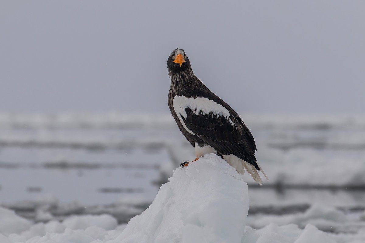 Steller's Sea-Eagle - ML623314736