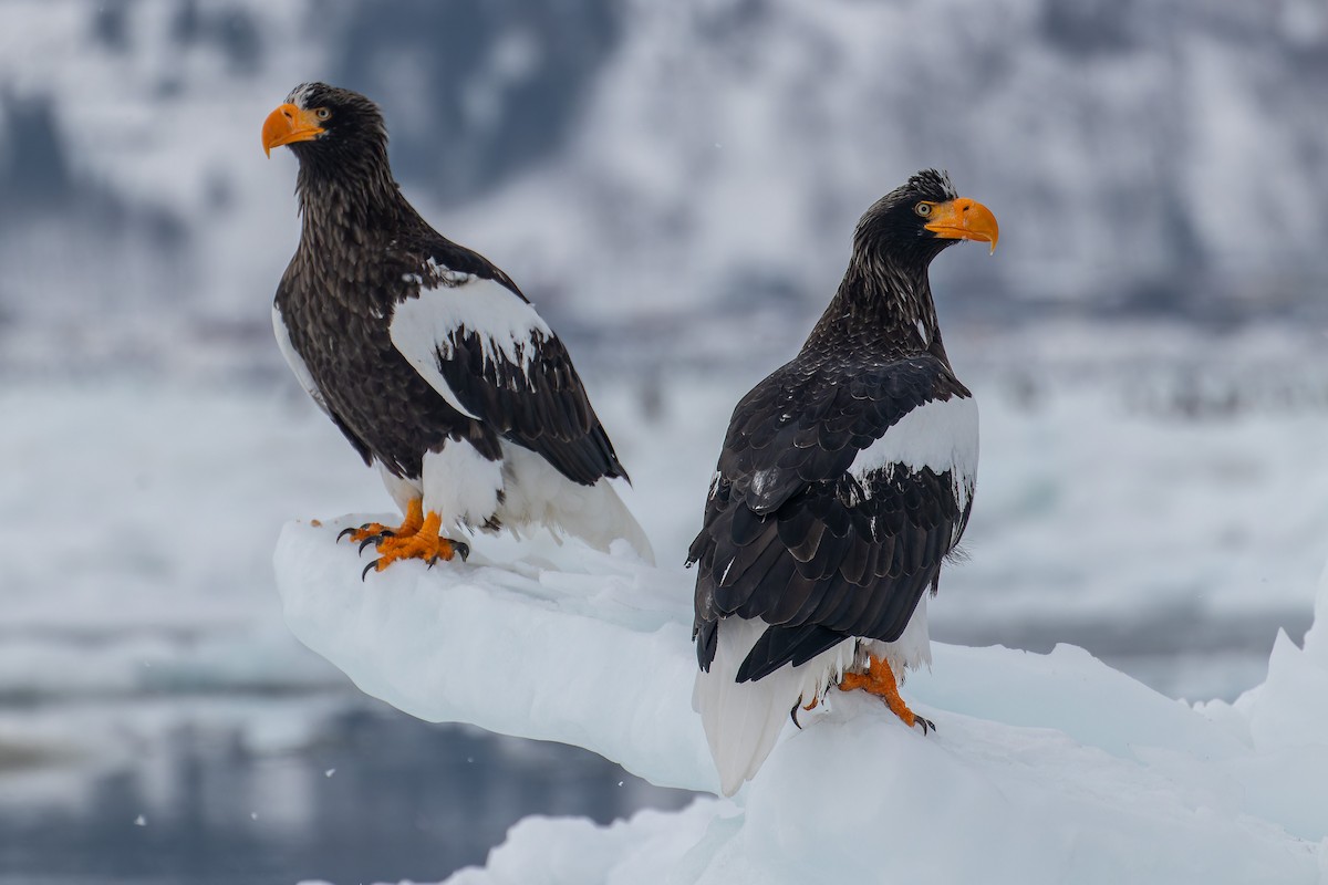 Steller's Sea-Eagle - ML623314738