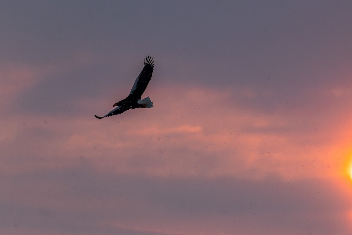 Steller's Sea-Eagle - ML623314739