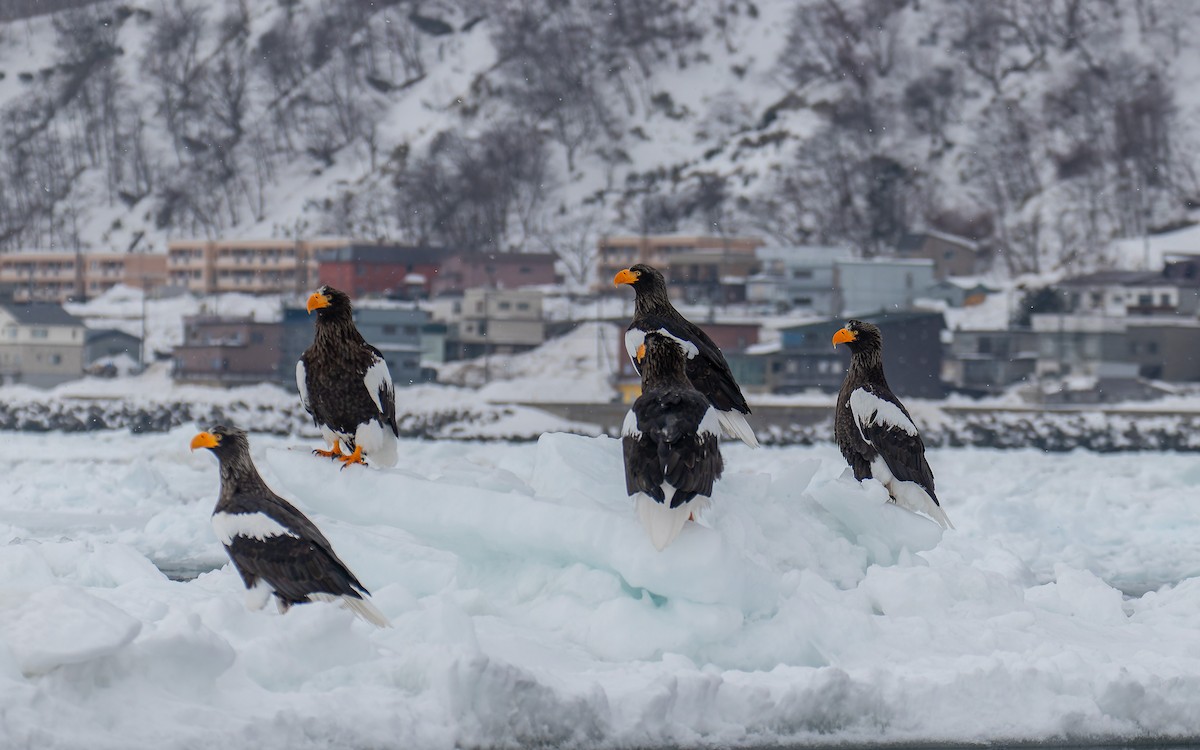 Steller's Sea-Eagle - ML623314740