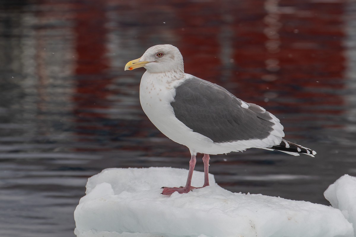 Slaty-backed Gull - ML623314757