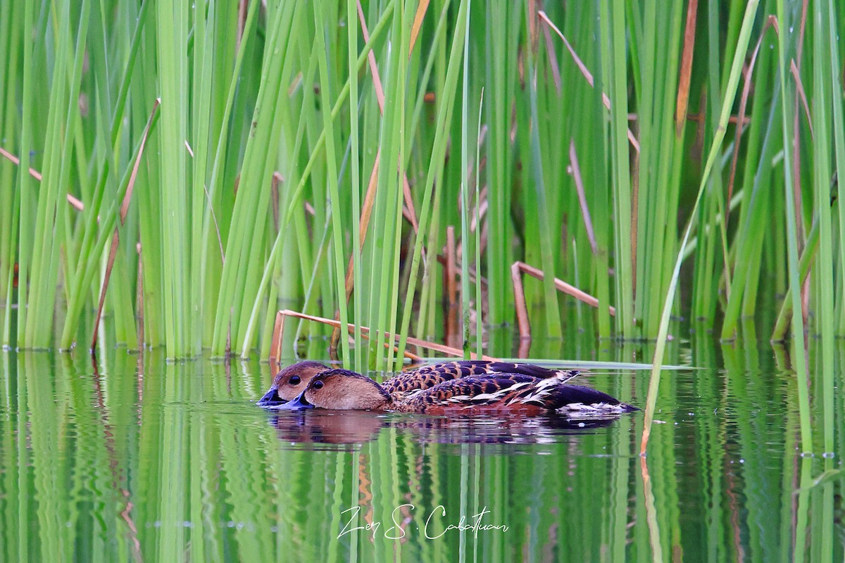 Wandering Whistling-Duck - ML623314758