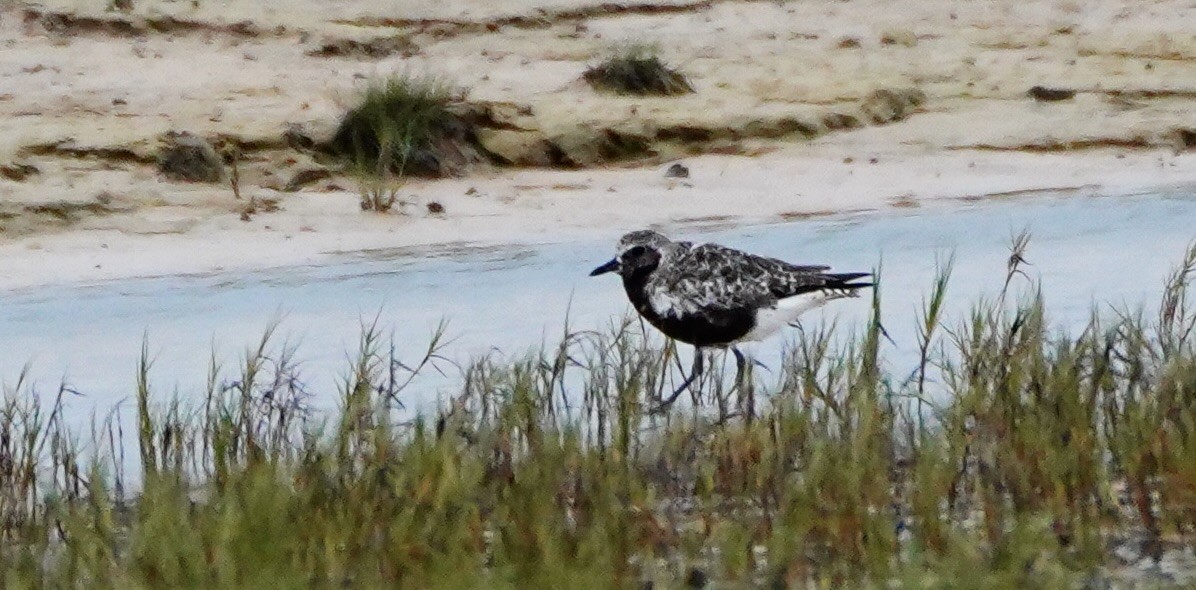 Black-bellied Plover - ML623314783