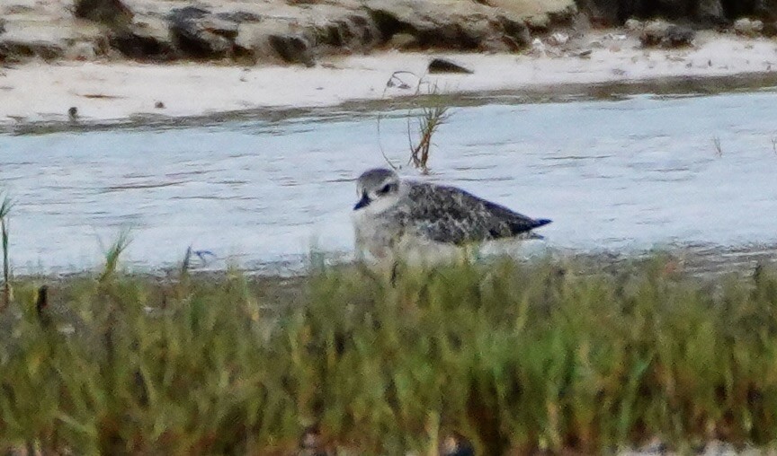 Black-bellied Plover - paul griffin