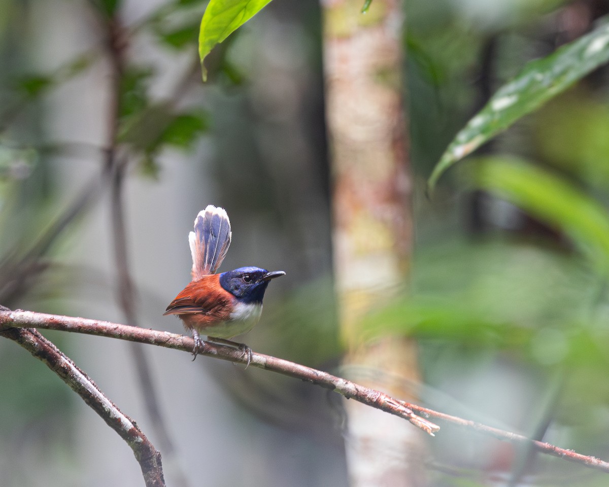 Emperor Fairywren - ML623314833