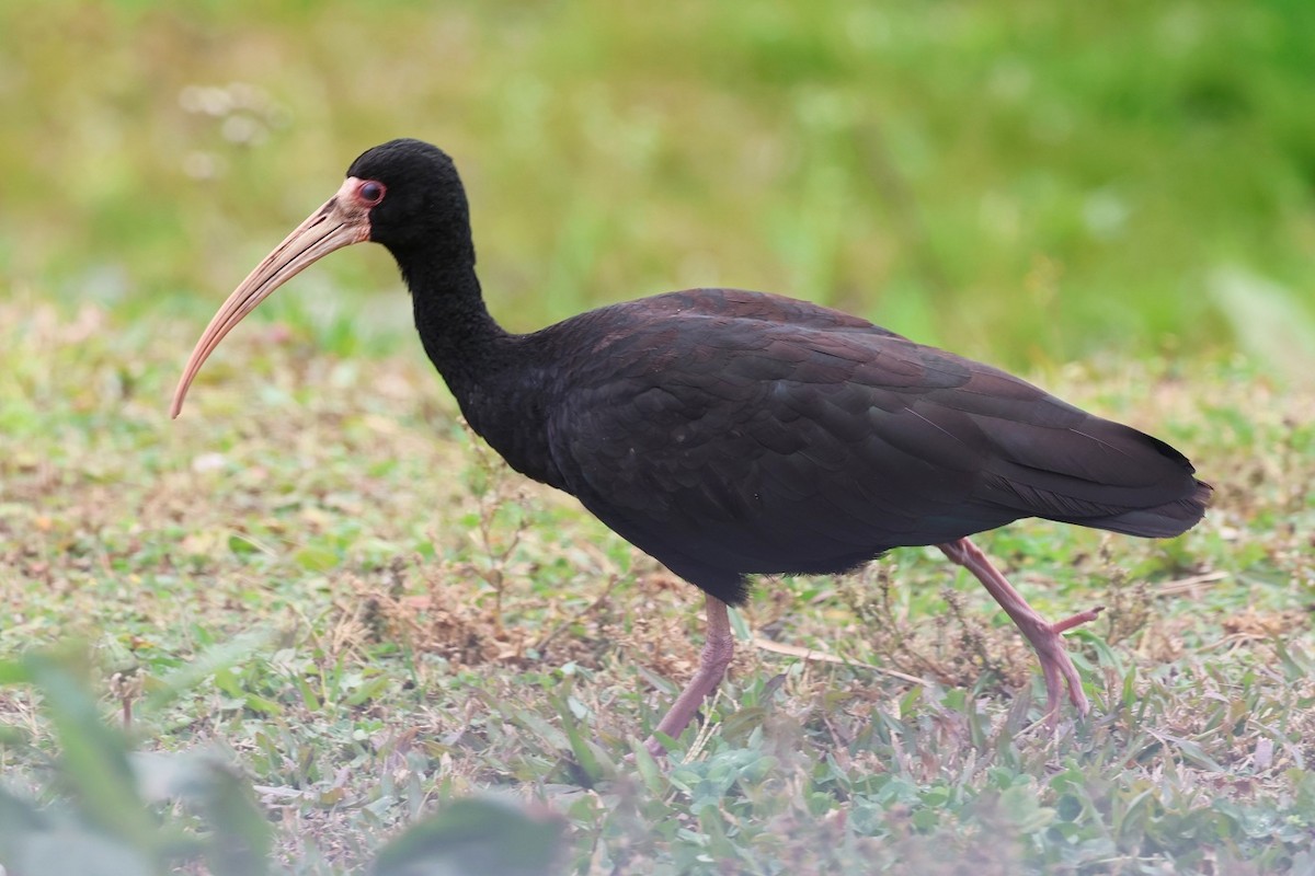 Ibis à face nue - ML623314849