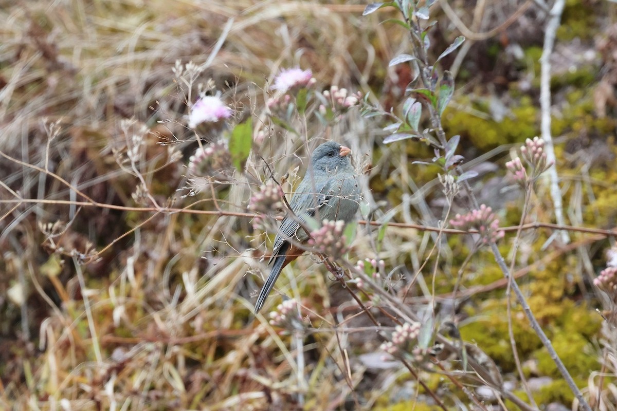 Plain-colored Seedeater - ML623314853