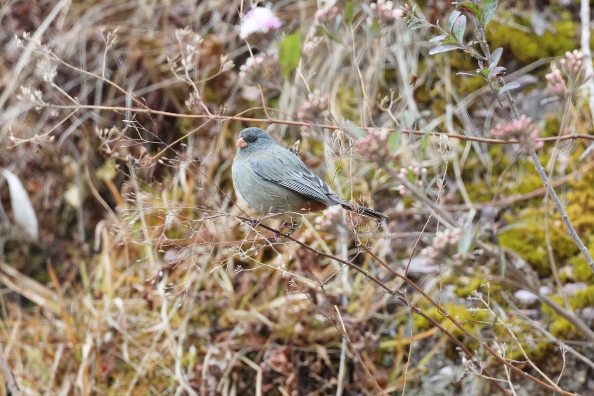 Plain-colored Seedeater - ML623314854