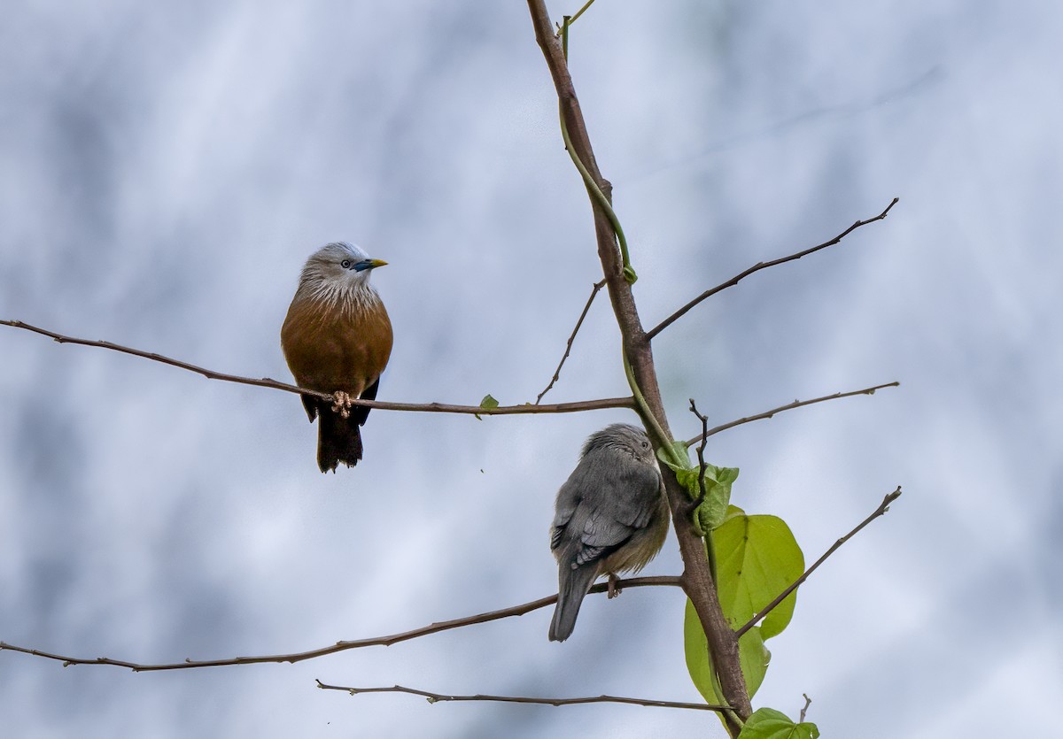 Chestnut-tailed Starling - ML623314870