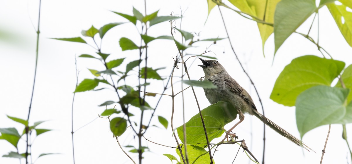 Himalayan Prinia - ML623314872