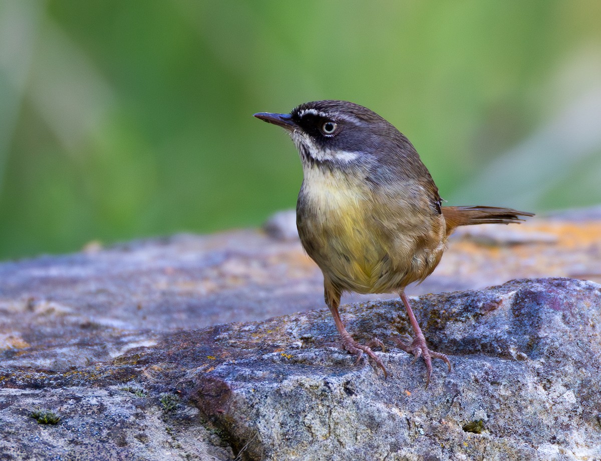 Weißbrauensericornis - ML623314876