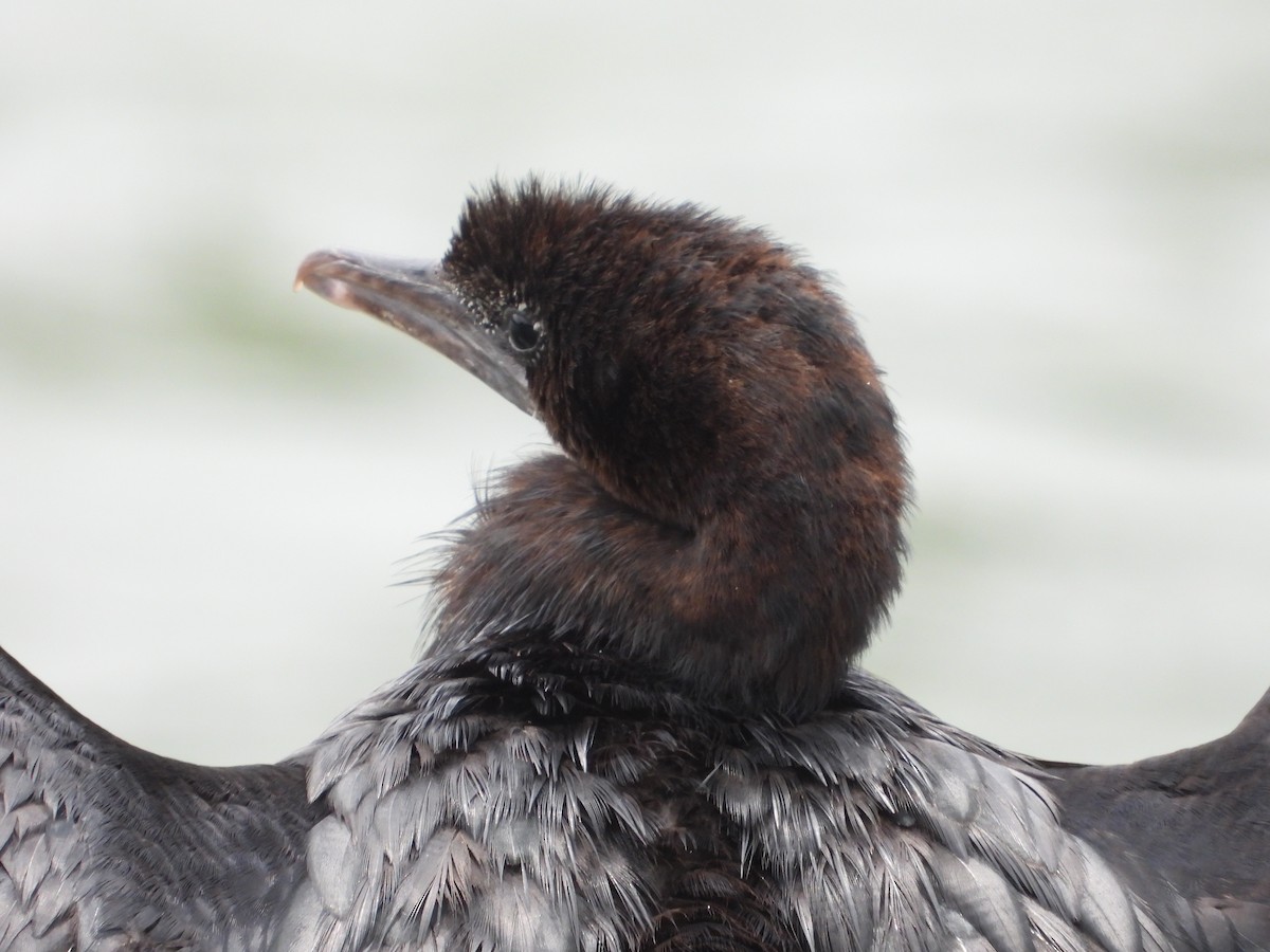 Little Cormorant - ML623314878