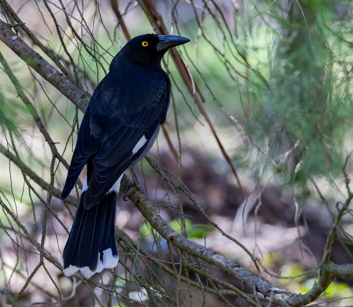 Pied Currawong - Andrew Heap