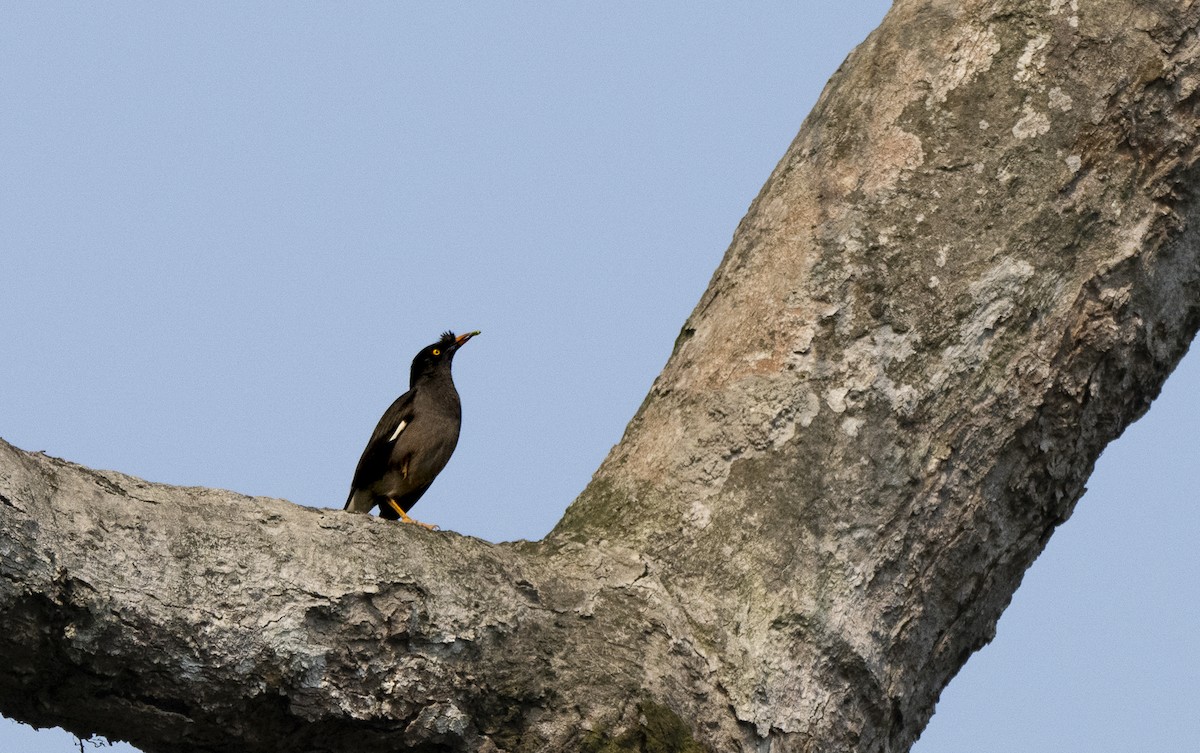 Jungle Myna - ML623314894