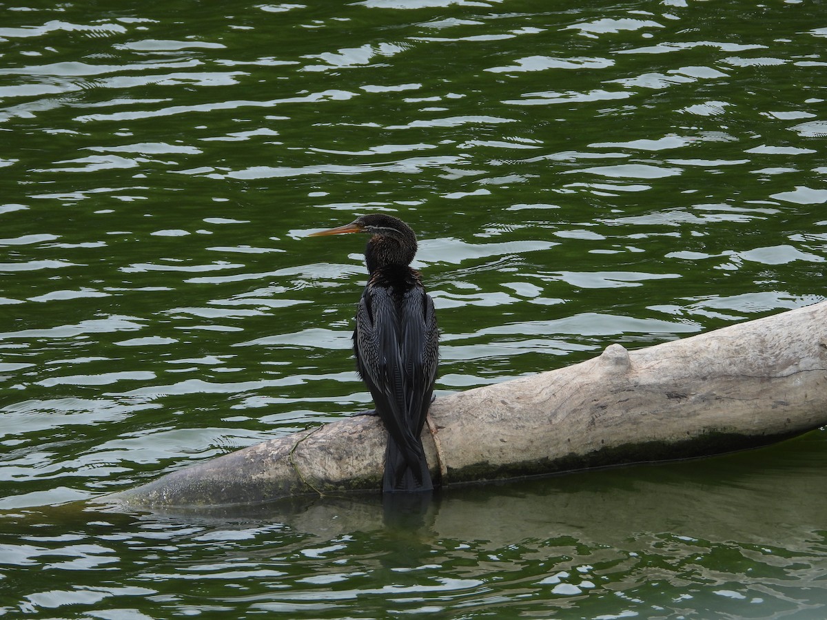 Oriental Darter - Vidhya Sundar