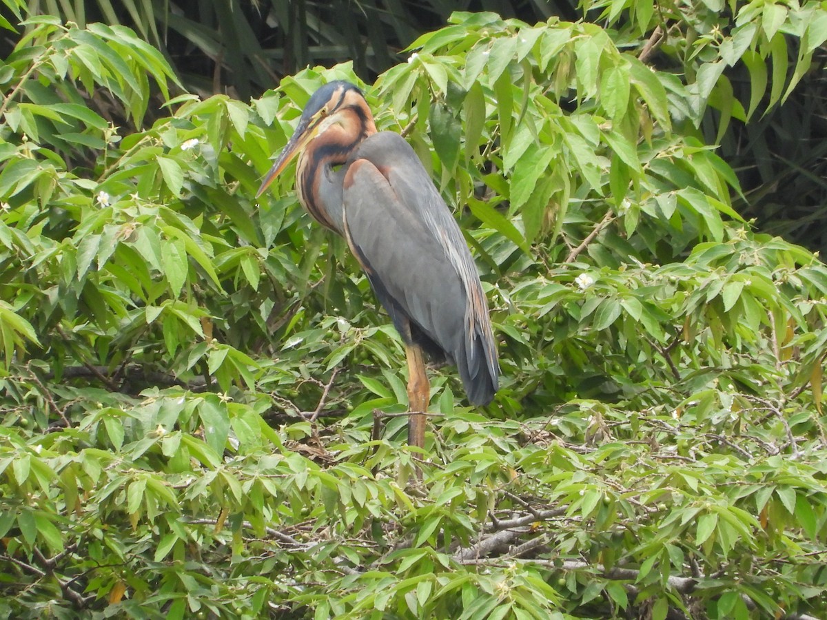 Purple Heron - Vidhya Sundar