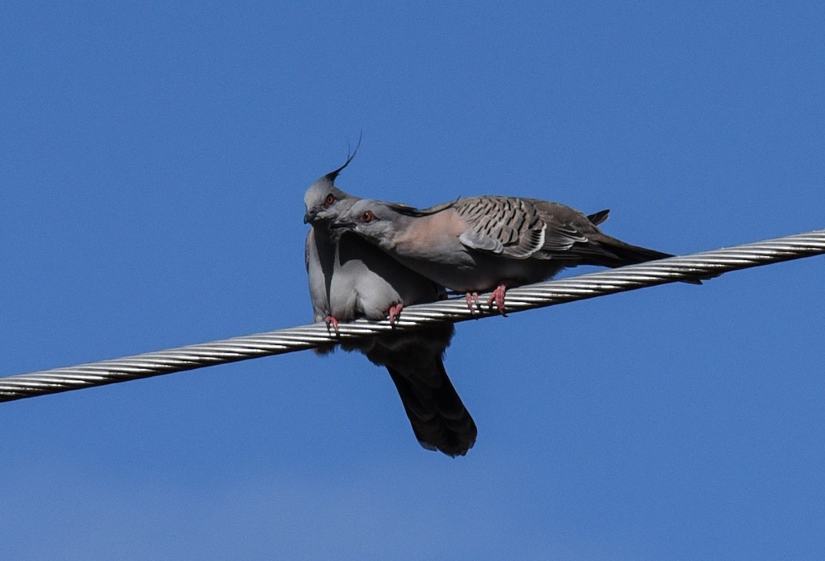 Crested Pigeon - ML623314904