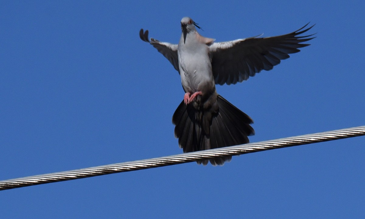 Crested Pigeon - ML623314905