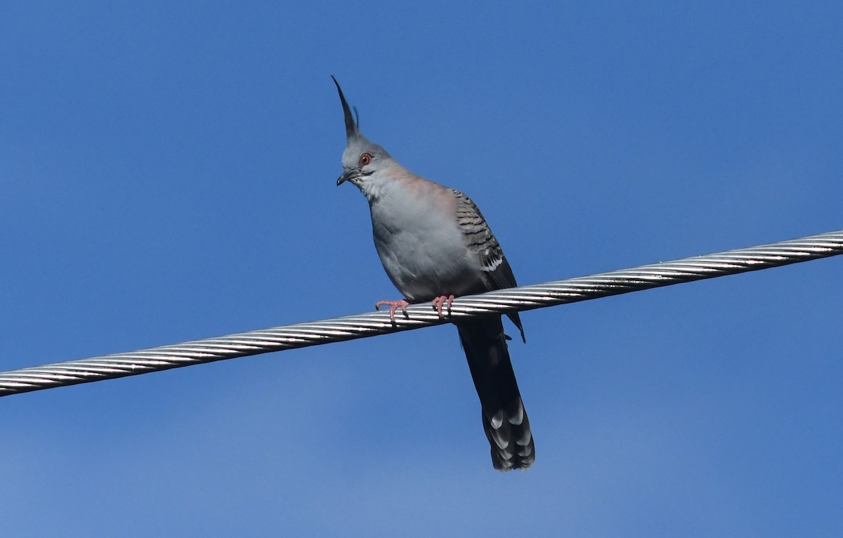 Crested Pigeon - ML623314906