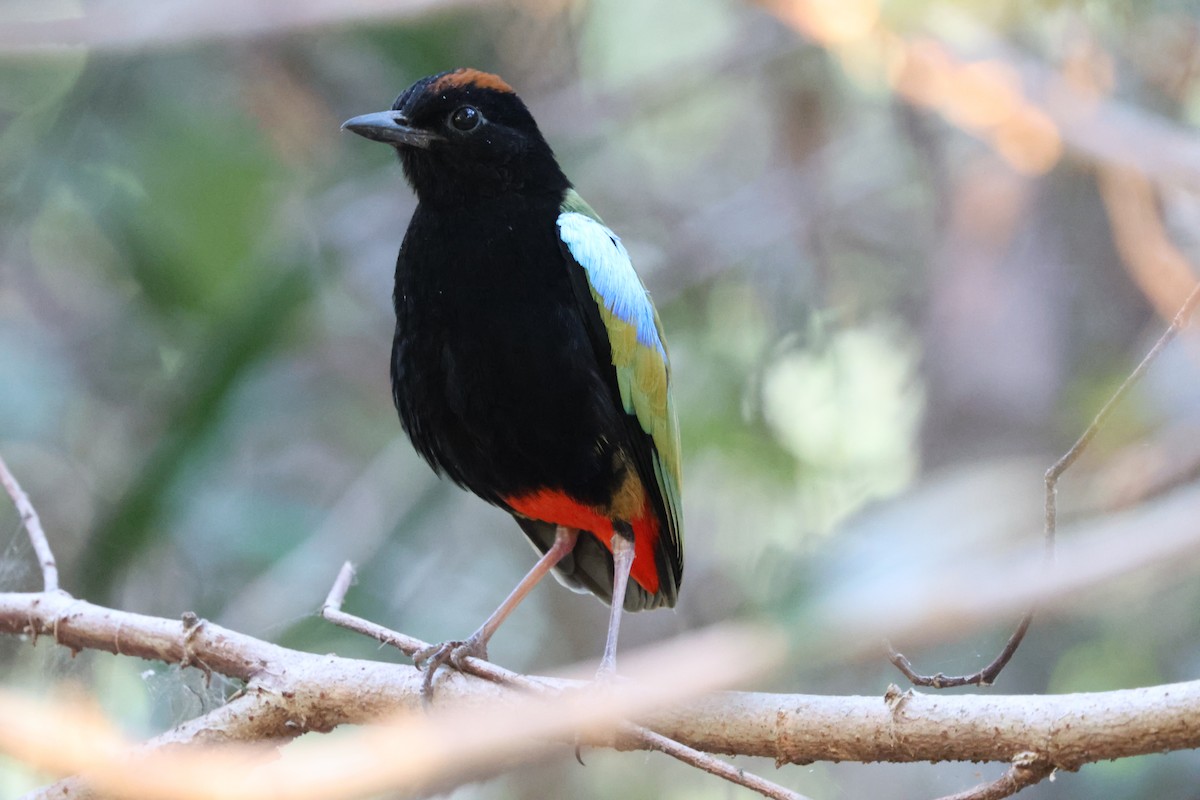 Rainbow Pitta - Stan Skeates