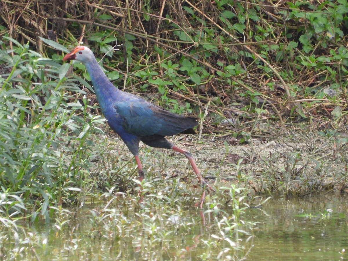 Gray-headed Swamphen - Vidhya Sundar