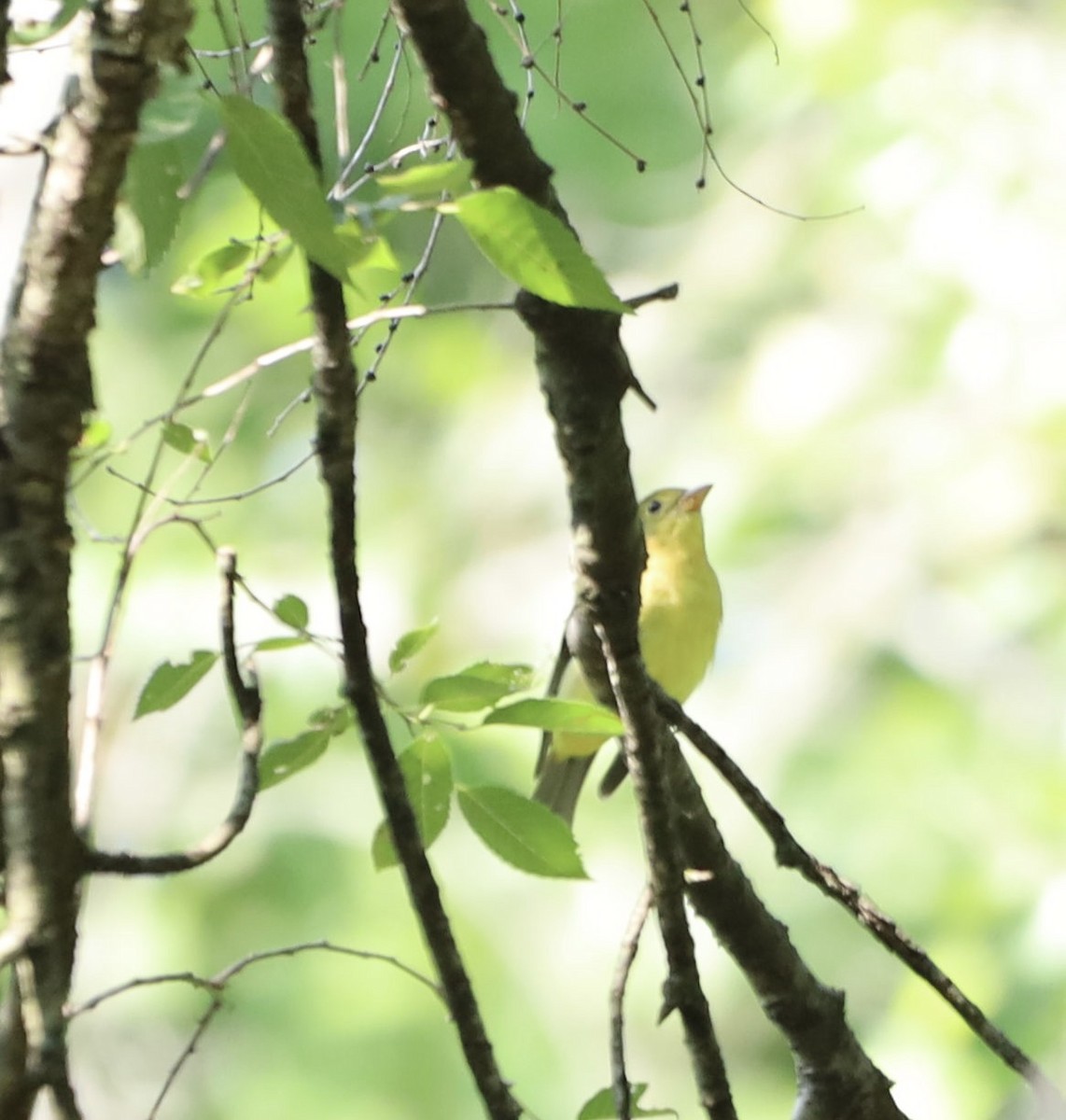 Scarlet Tanager - ML623314968