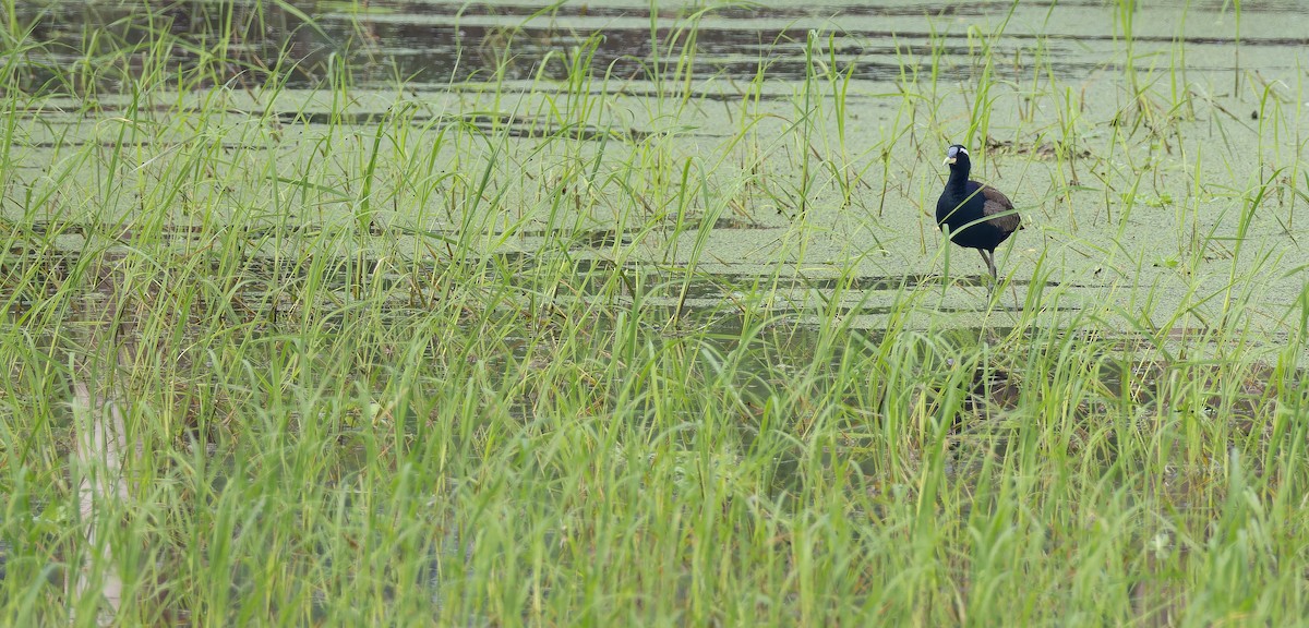 Jacana bronzé - ML623314974