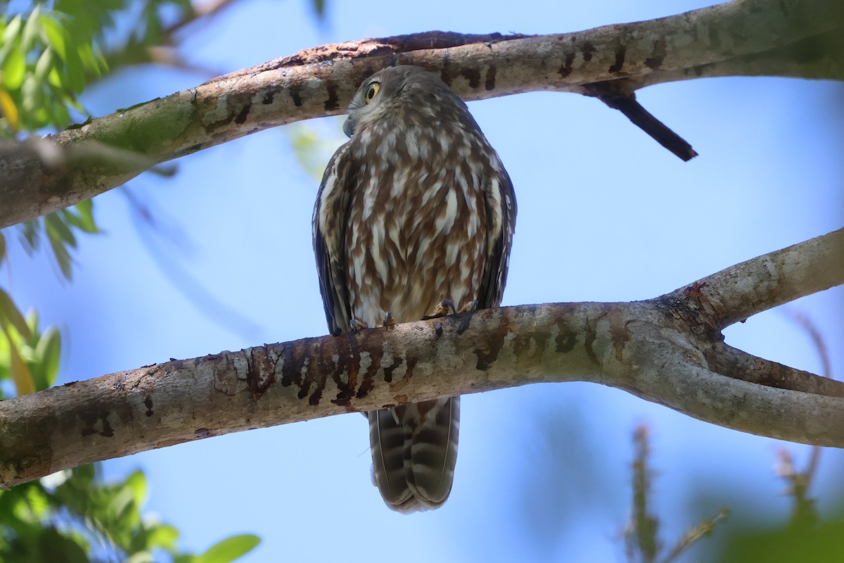 Barking Owl - ML623314993