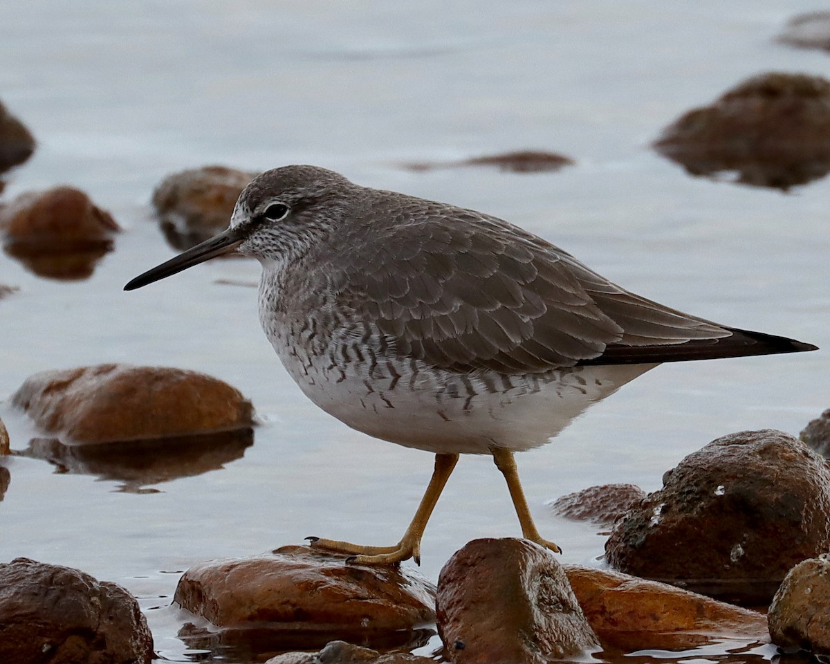 Gray-tailed Tattler - ML623315002