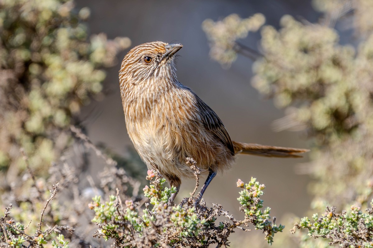 Western Grasswren - ML623315004