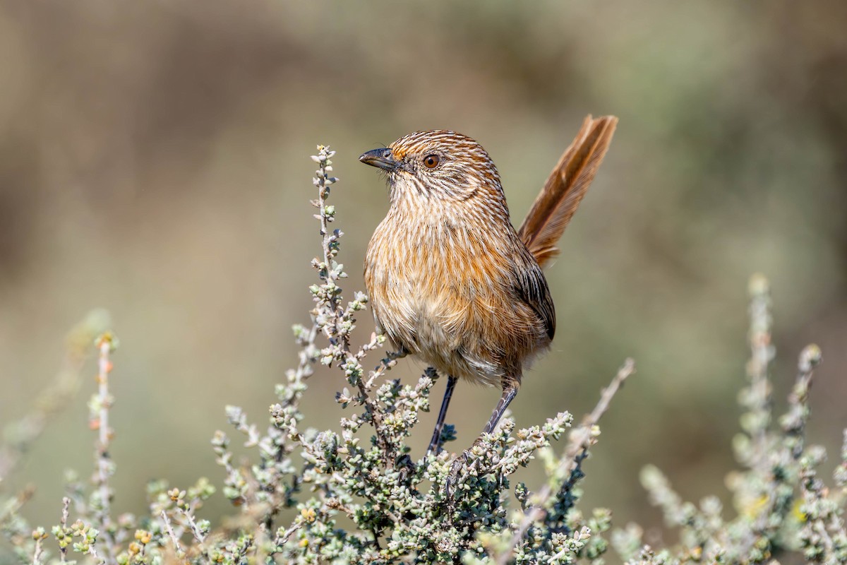 Western Grasswren - ML623315005