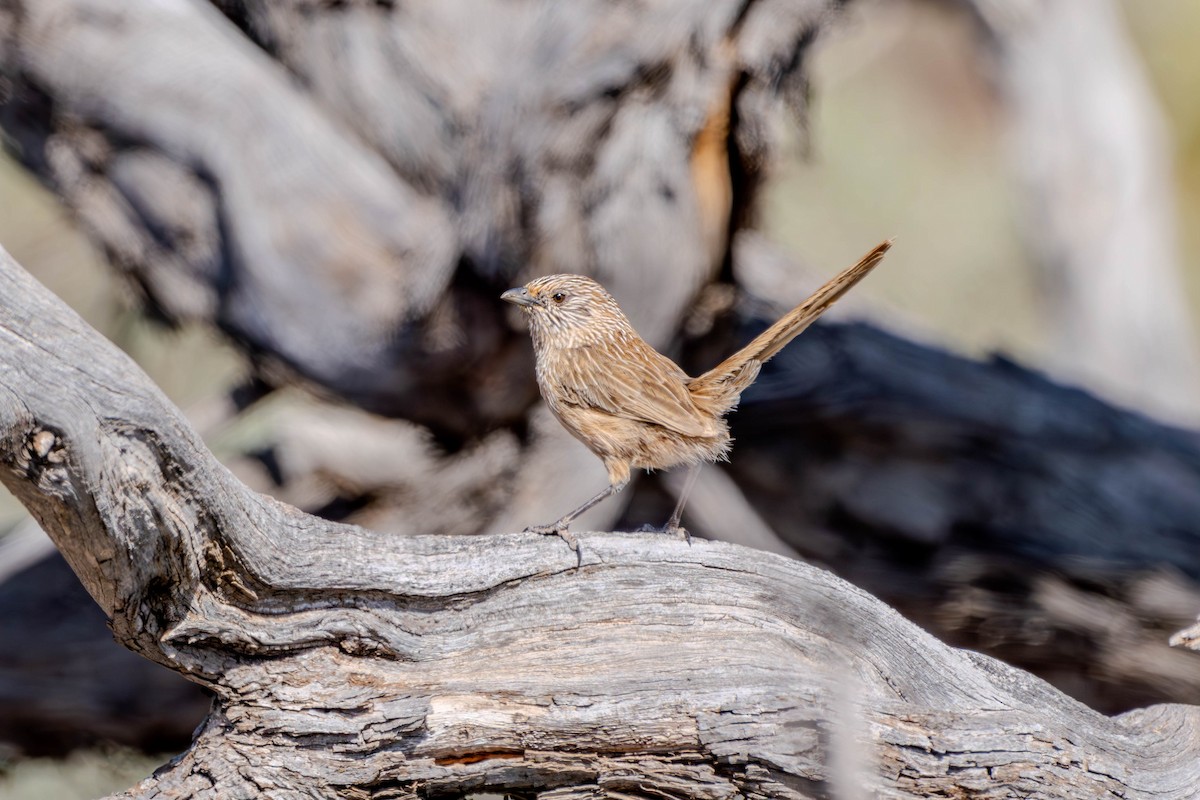 Western Grasswren - ML623315006