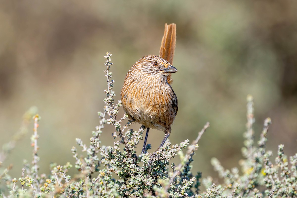 Western Grasswren - ML623315007