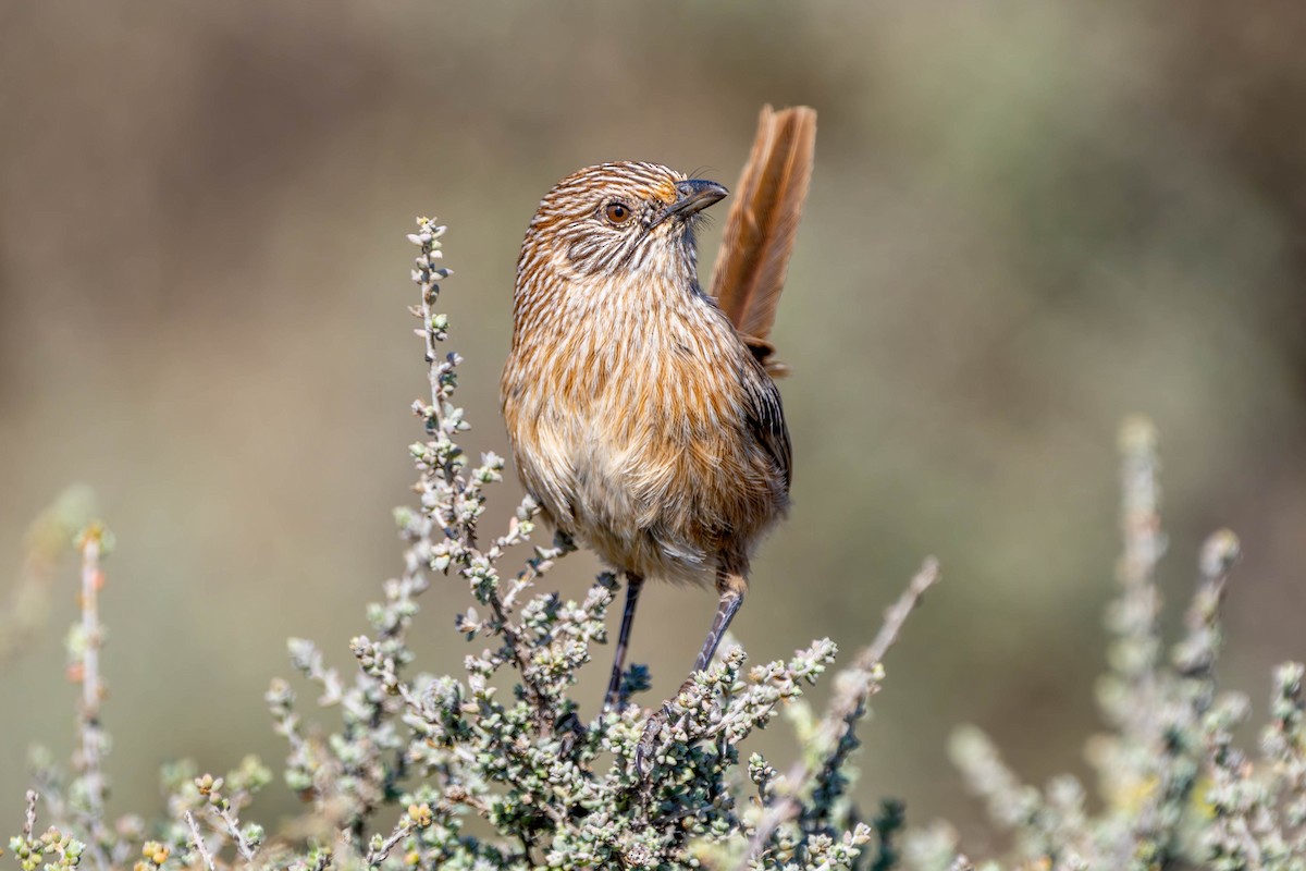 Western Grasswren - ML623315008