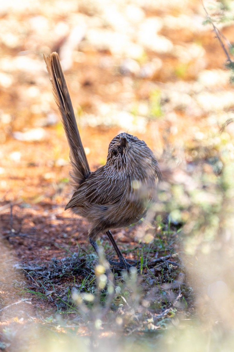 Western Grasswren - Claire Watson