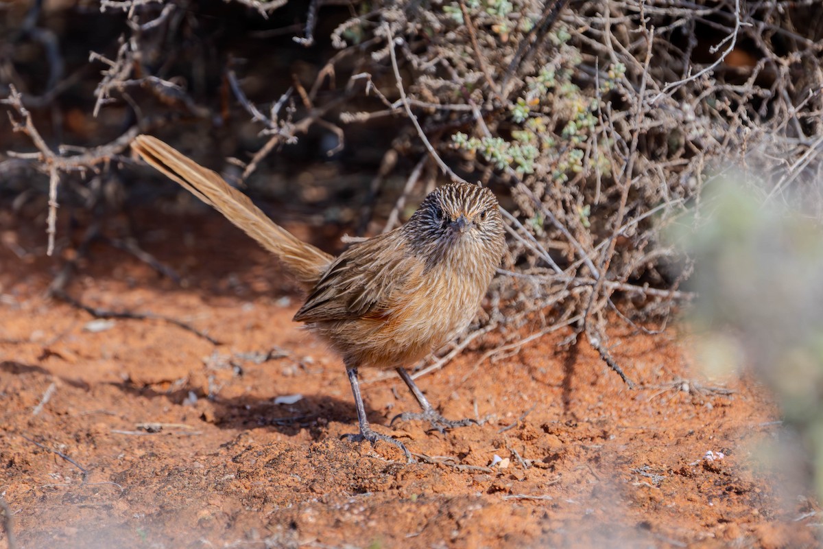 Western Grasswren - ML623315011