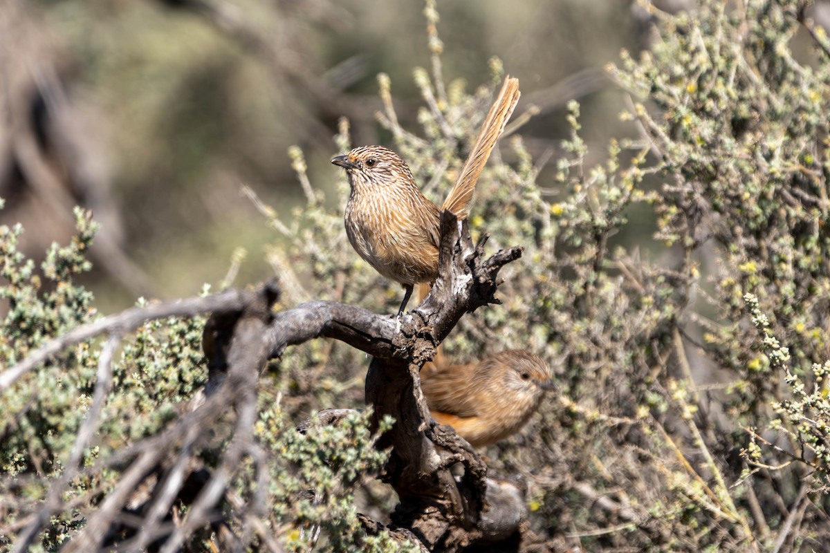 Western Grasswren - ML623315012