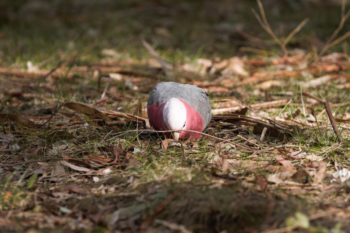 Cacatúa Galah - ML623315026