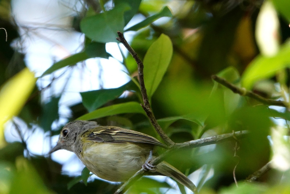 White-eyed Vireo - deborah grimes